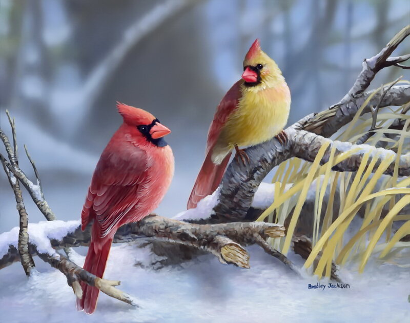 Cardinal Birds on Branch — Red, Serene, Winter