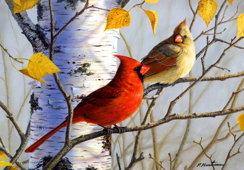 Cardinal Birds on Branch