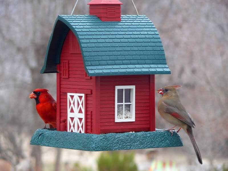 Cardinal Birds on Feeder