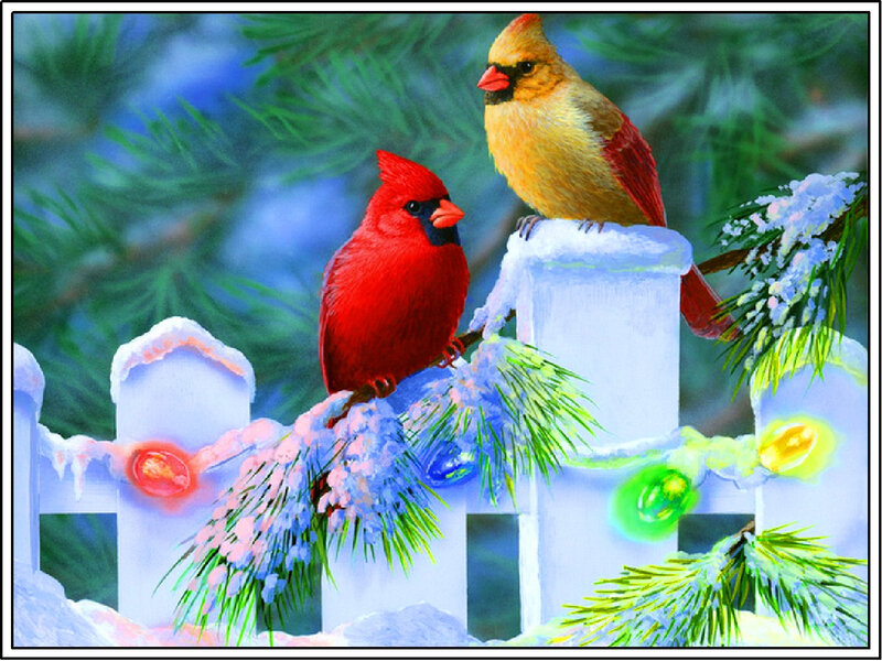 Cardinal Birds on Fence — Red