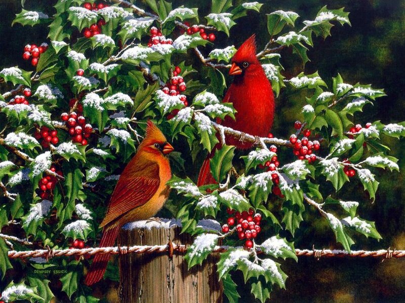Cardinal Birds on Holly — Red