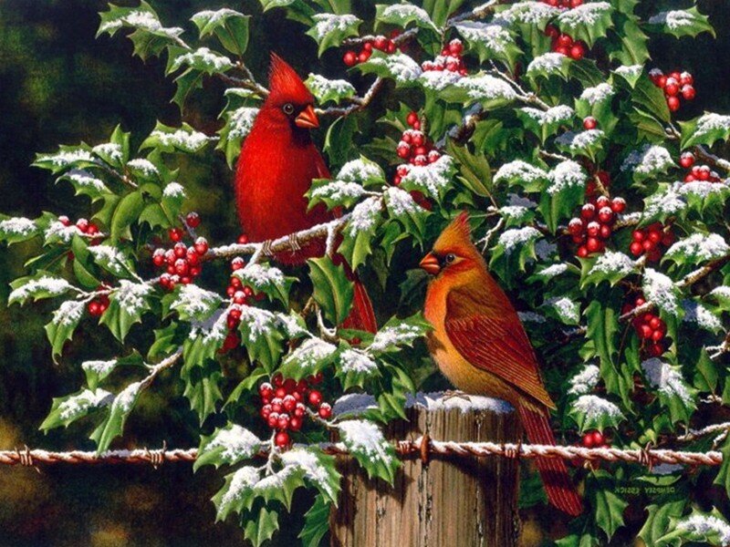 Cardinal Birds on Holly