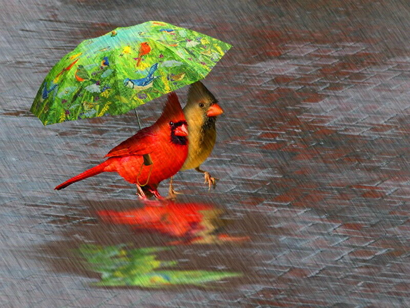 Cardinal Birds under Umbrella