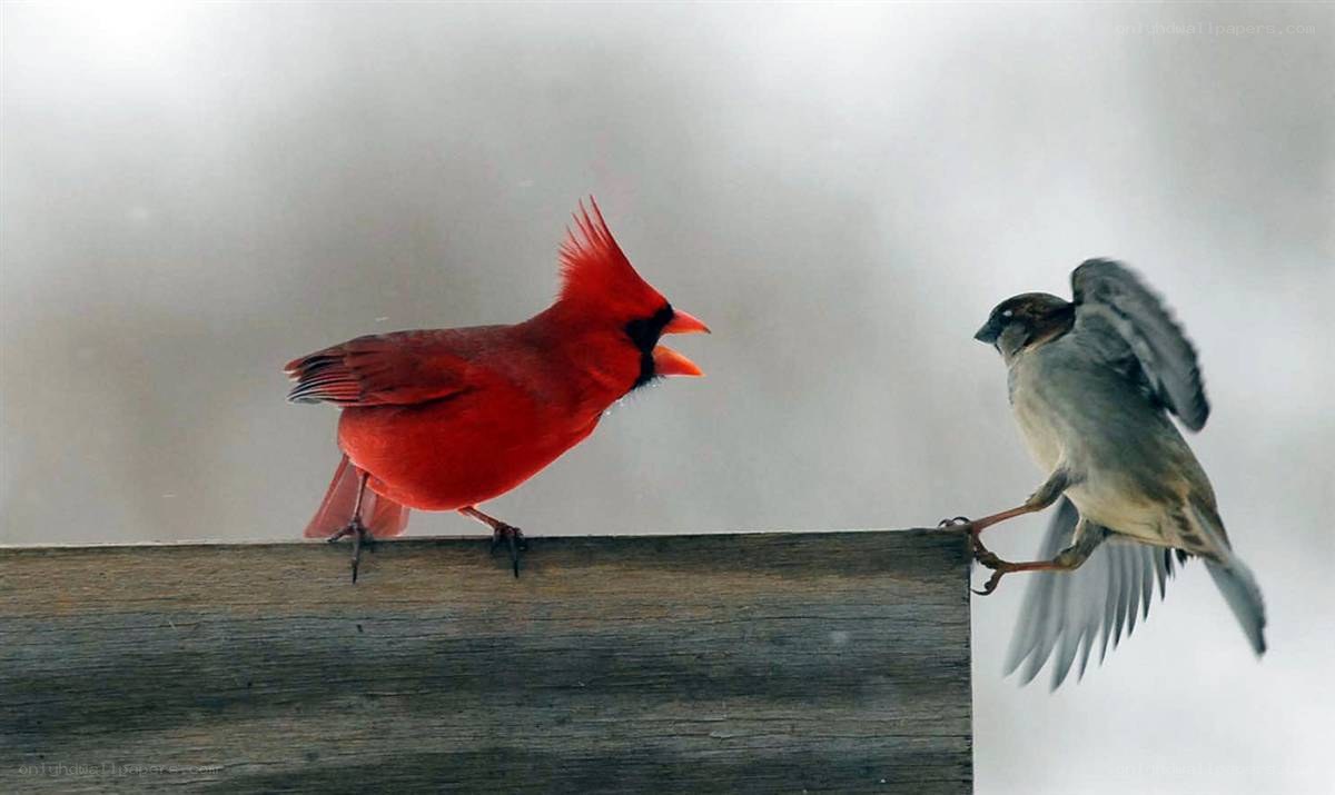Cardinal confronting sparrow