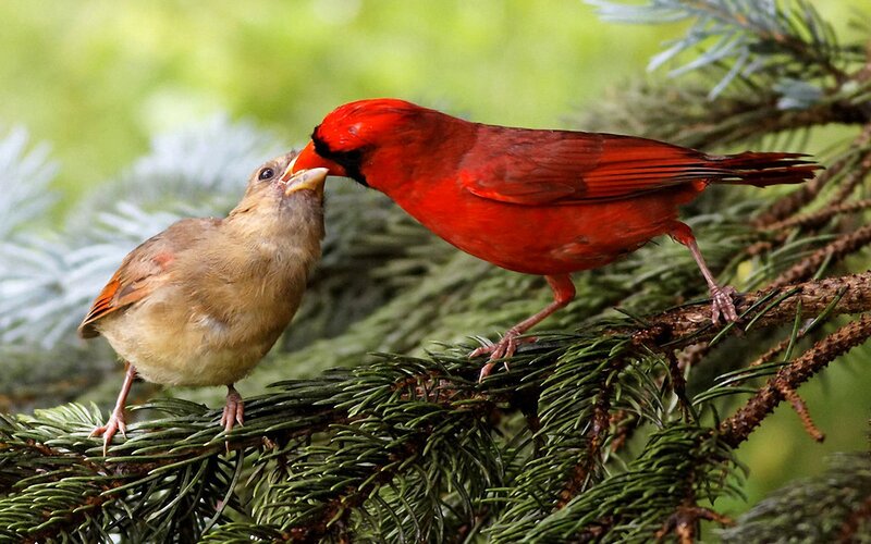 Cardinal Feeding Chick — Red, Natural