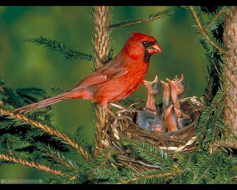 Cardinal feeding chicks
