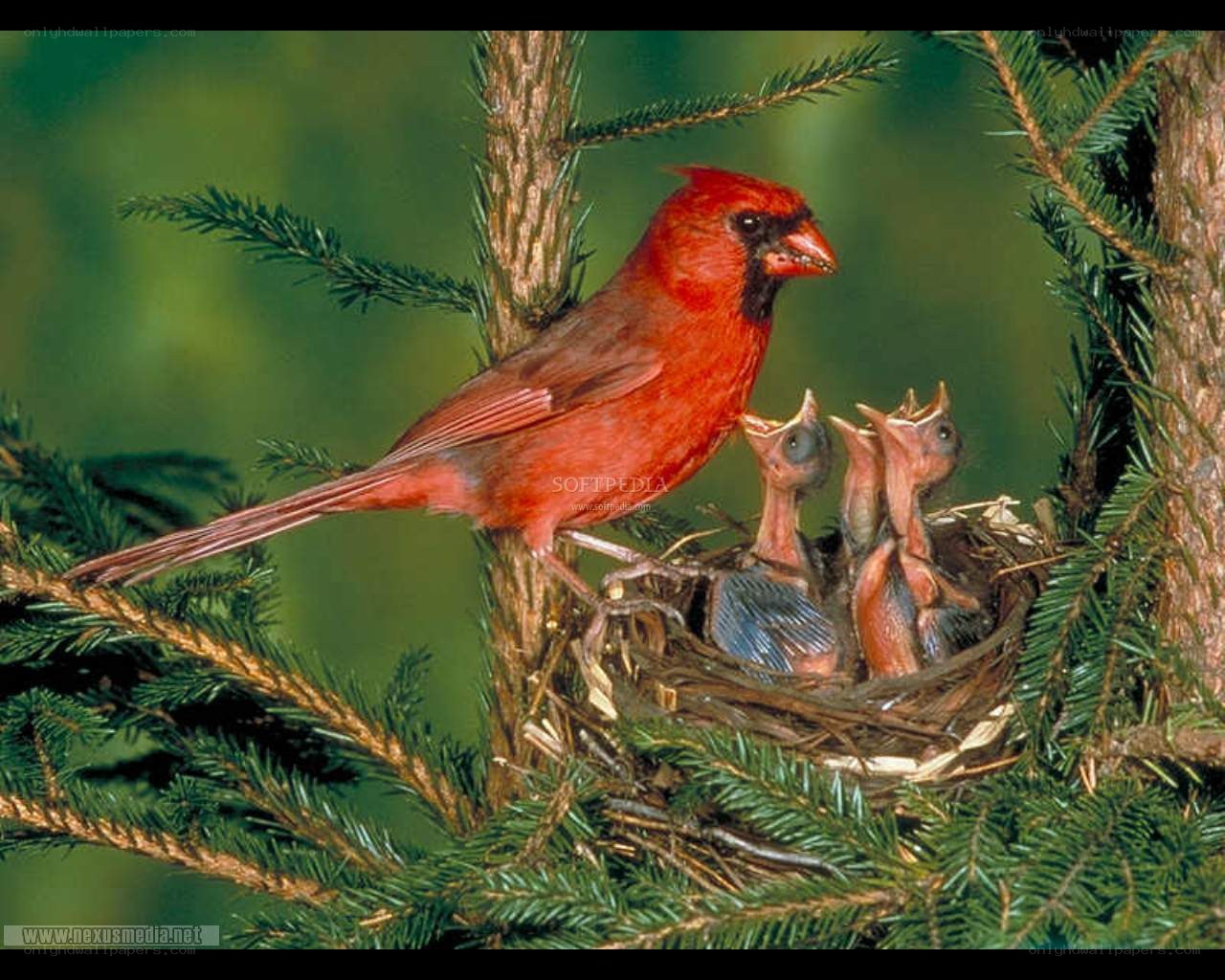 Cardinal feeding chicks