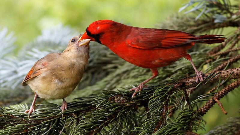 Cardinal feeding its chick