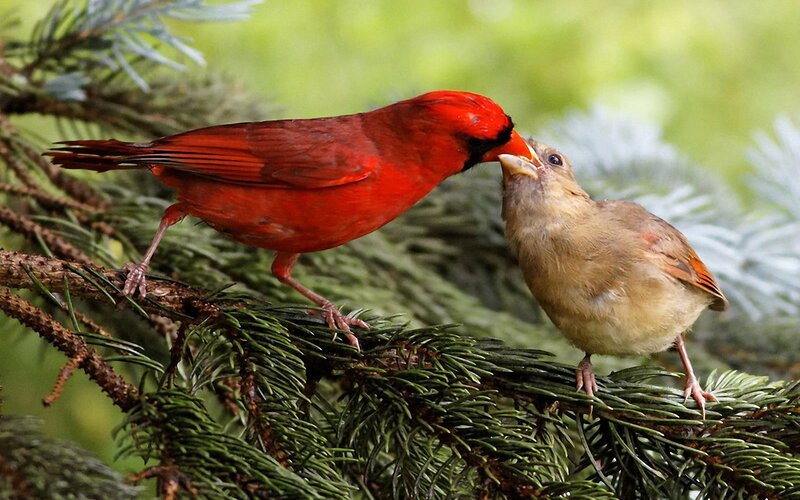 Cardinal feeding its chick