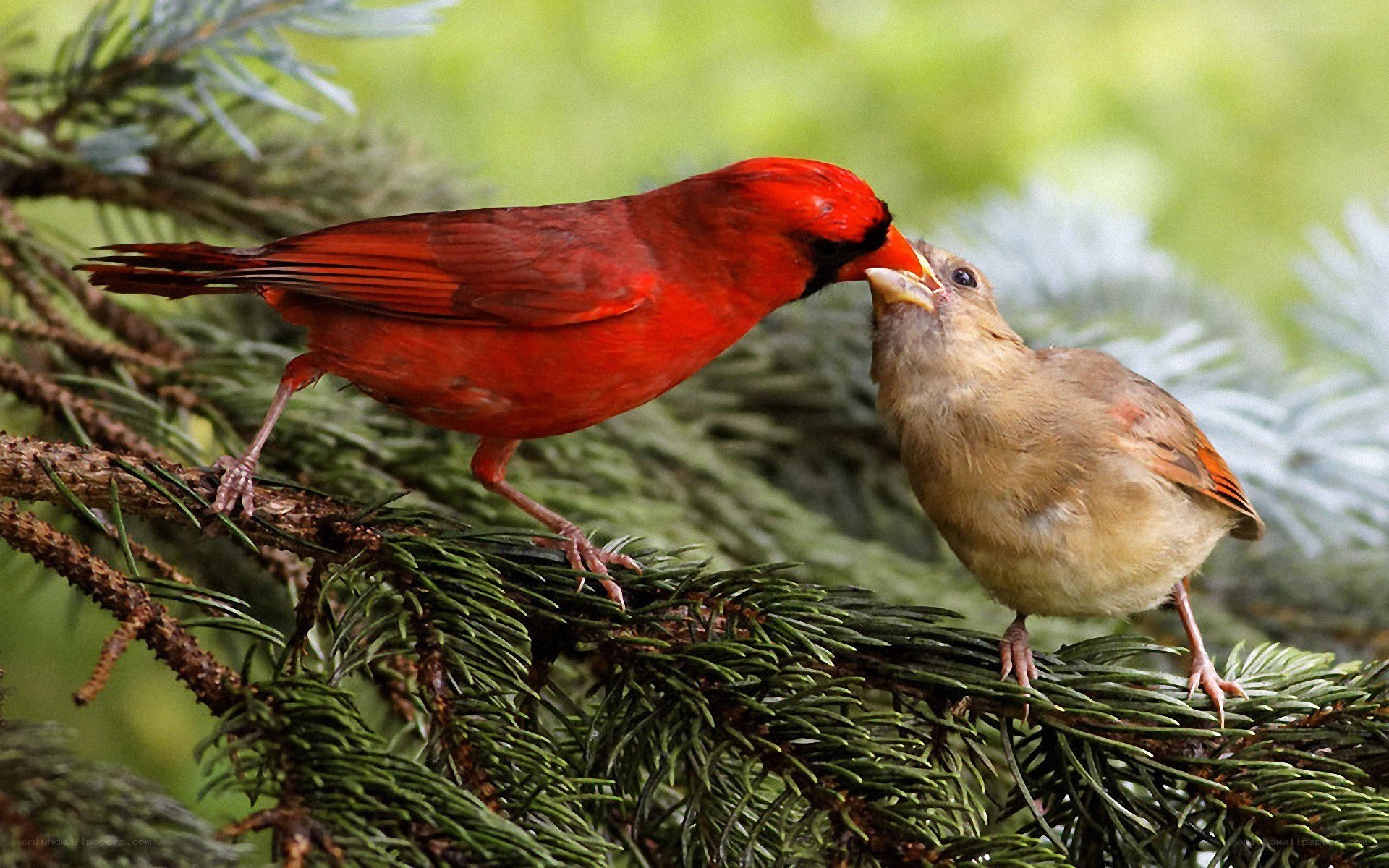 Cardinal feeding its chick