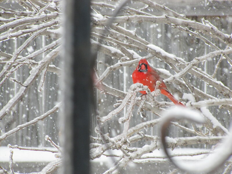 Cardinal in a snowstorm