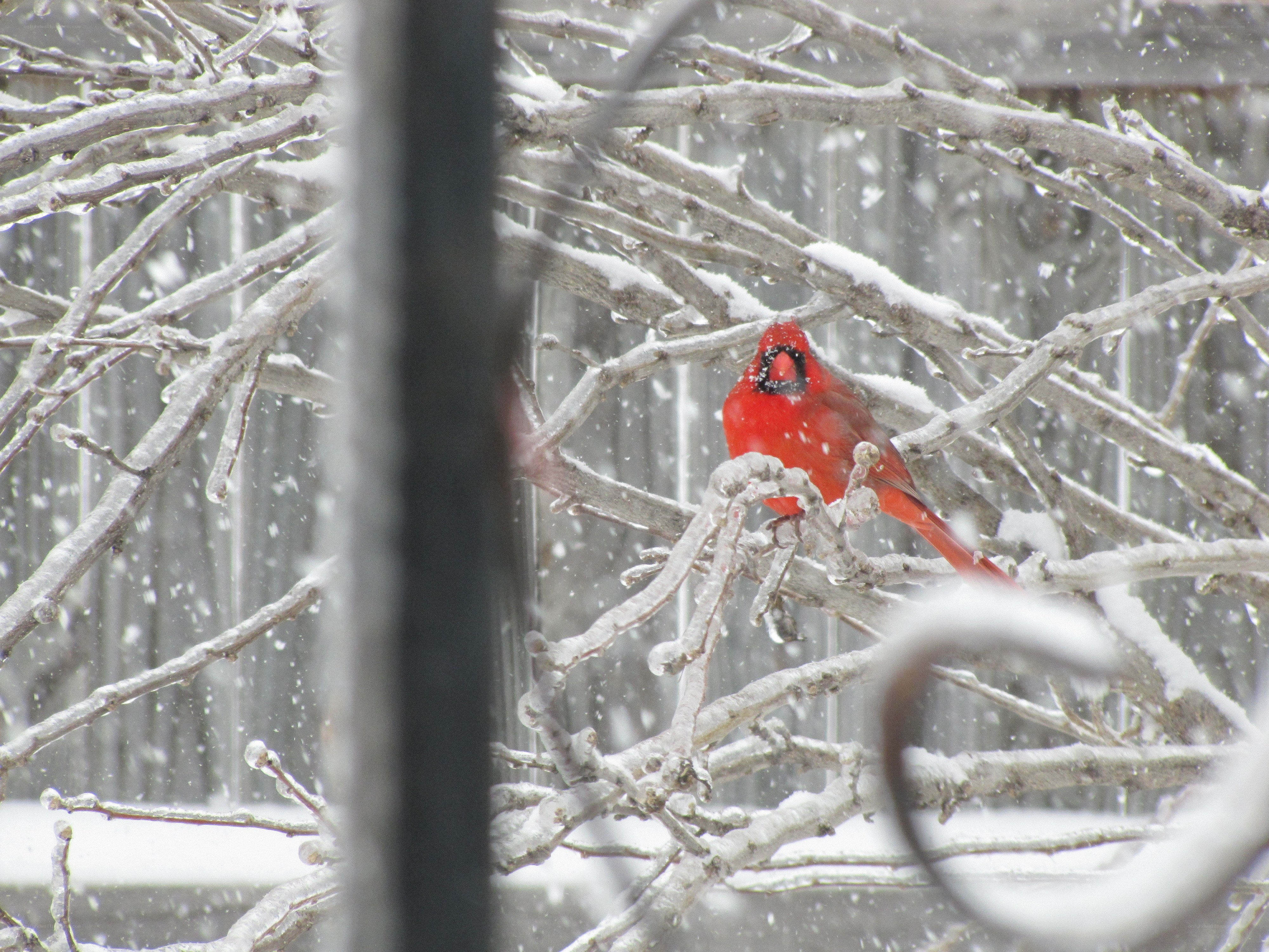 Cardinal in a snowstorm