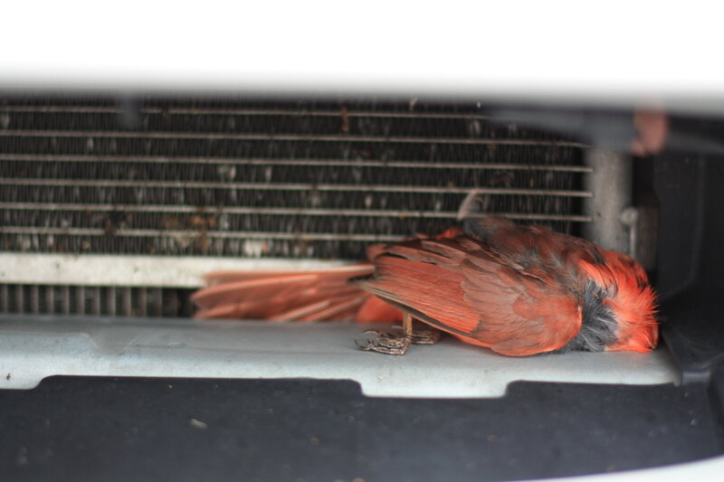 Cardinal in car engine