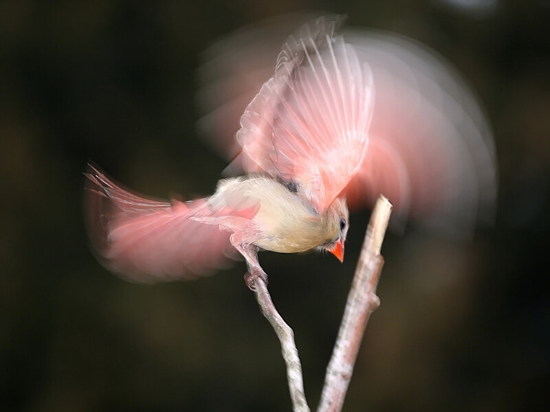 Cardinal in flight on a branch