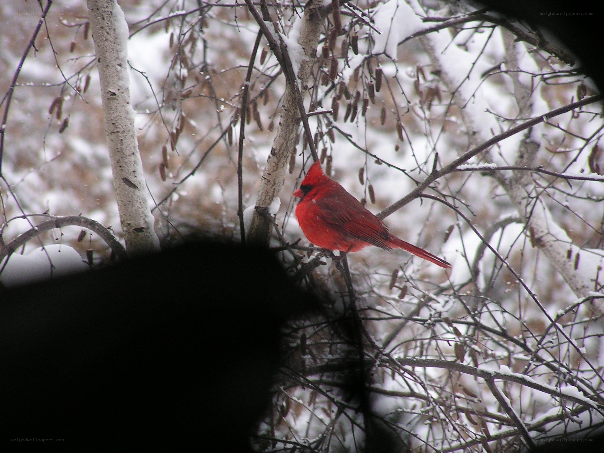 Cardinal in snowy branches