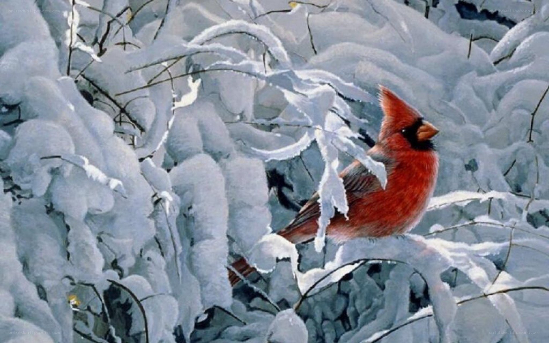 Cardinal in snowy branches