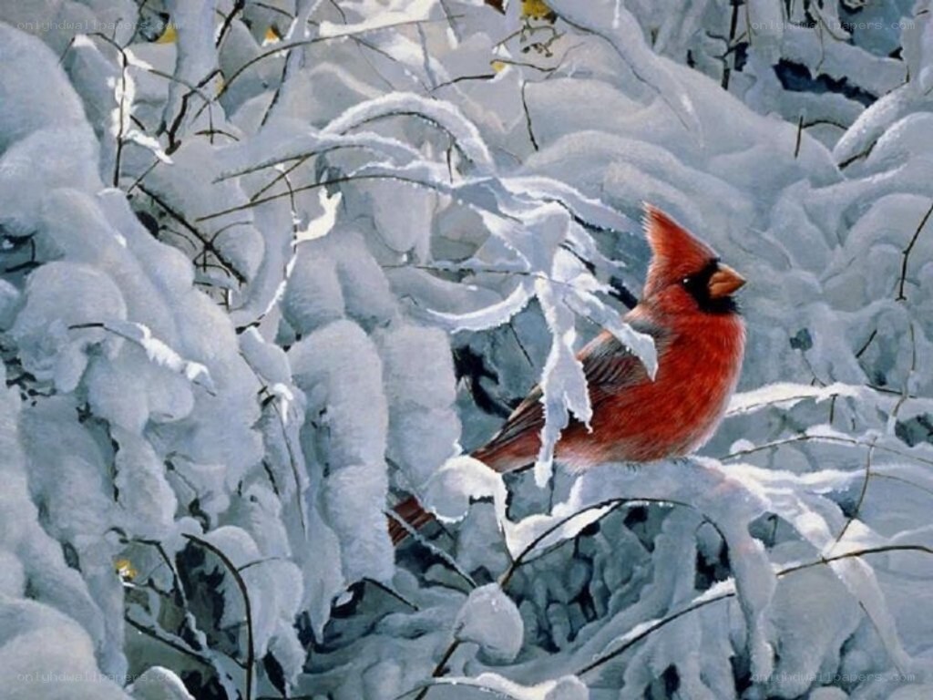 Cardinal in snowy branches