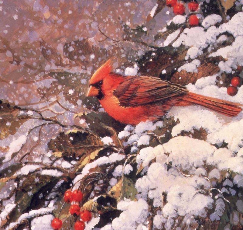 Cardinal in snowy branches
