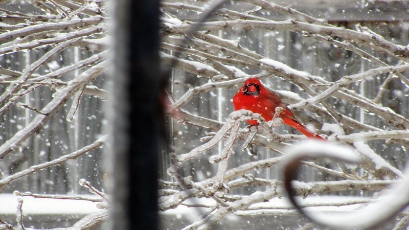 Cardinal in snowy branches
