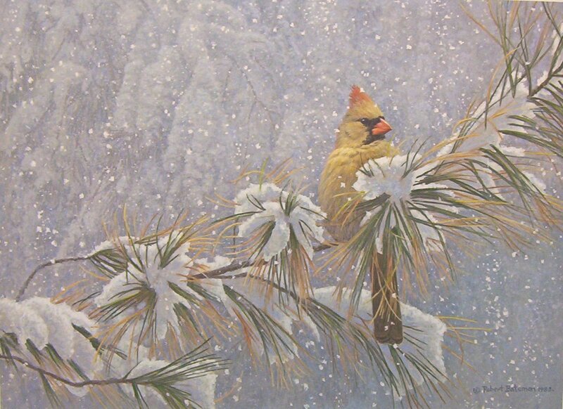 Cardinal in Snowy Pine