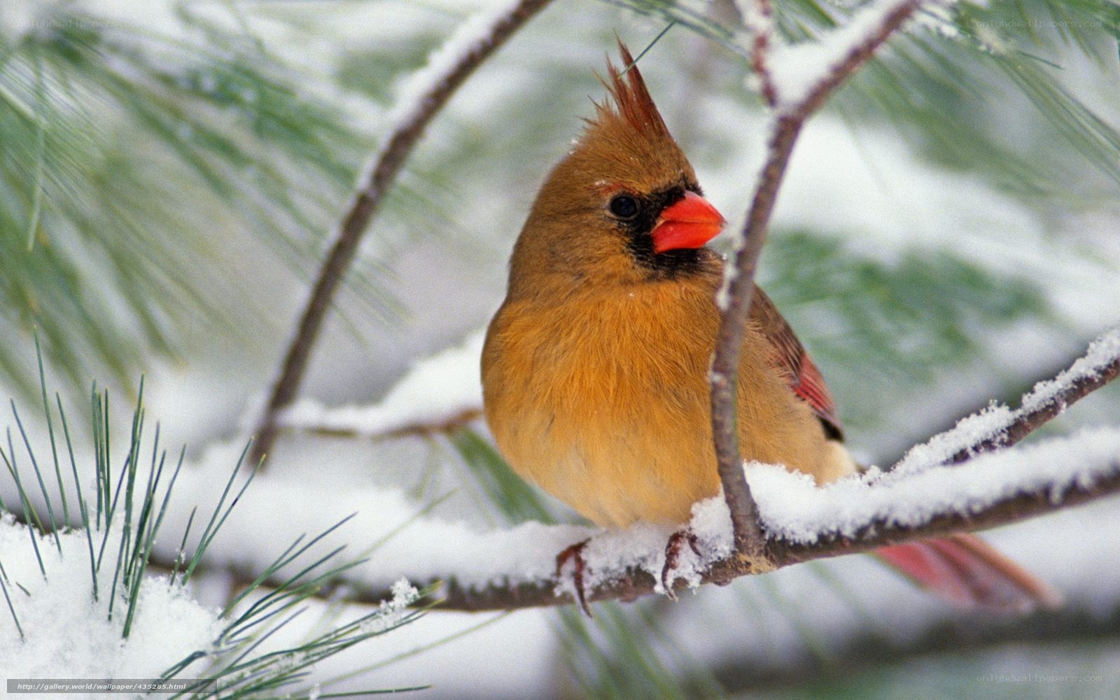 cardinal in snowy pine