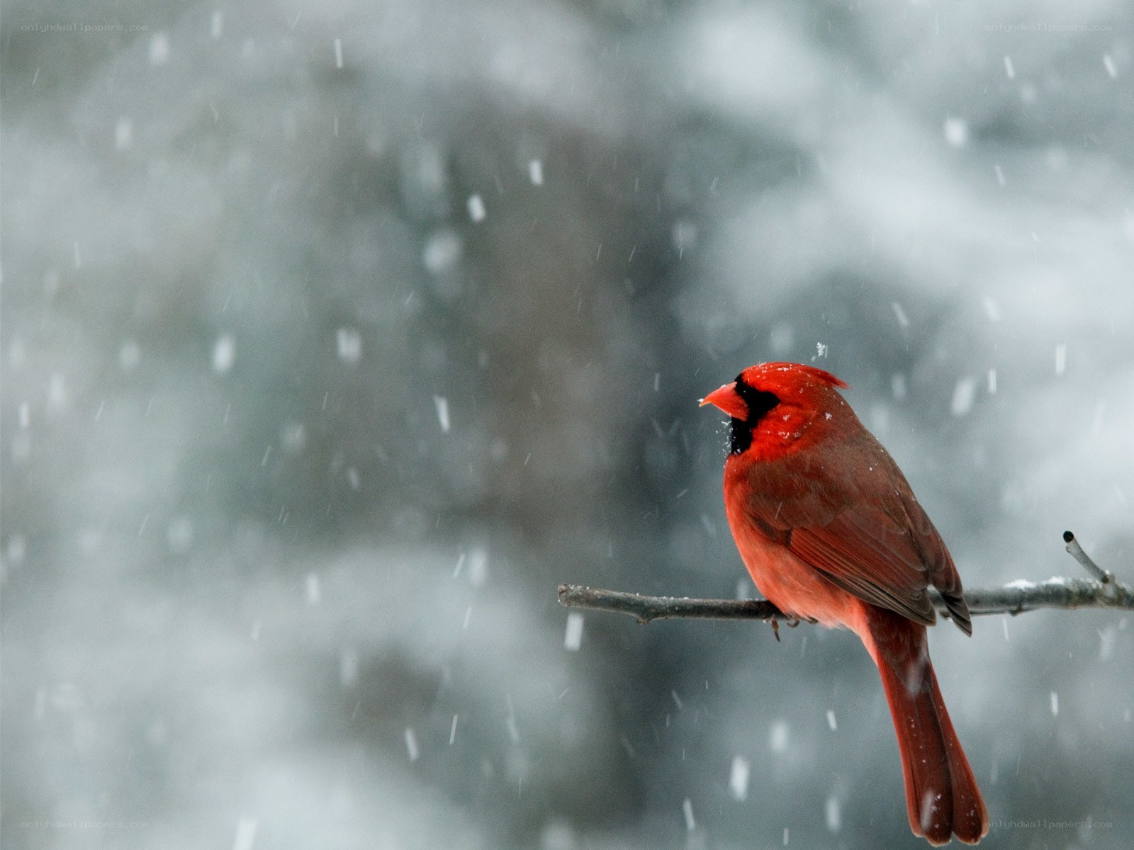 Cardinal in the snow