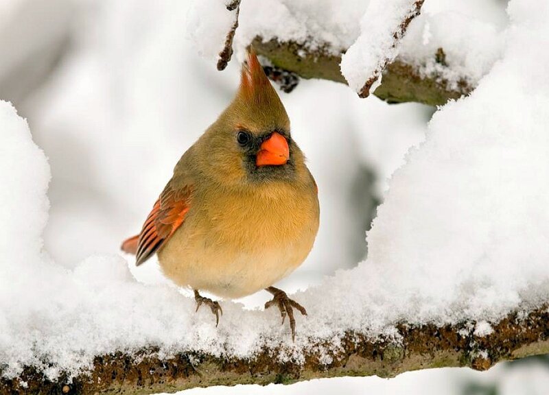Cardinal in the snow