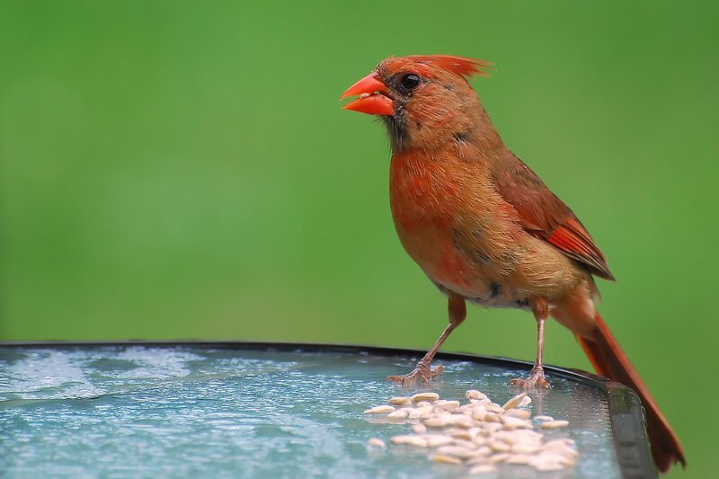 Cardinal on a feeder