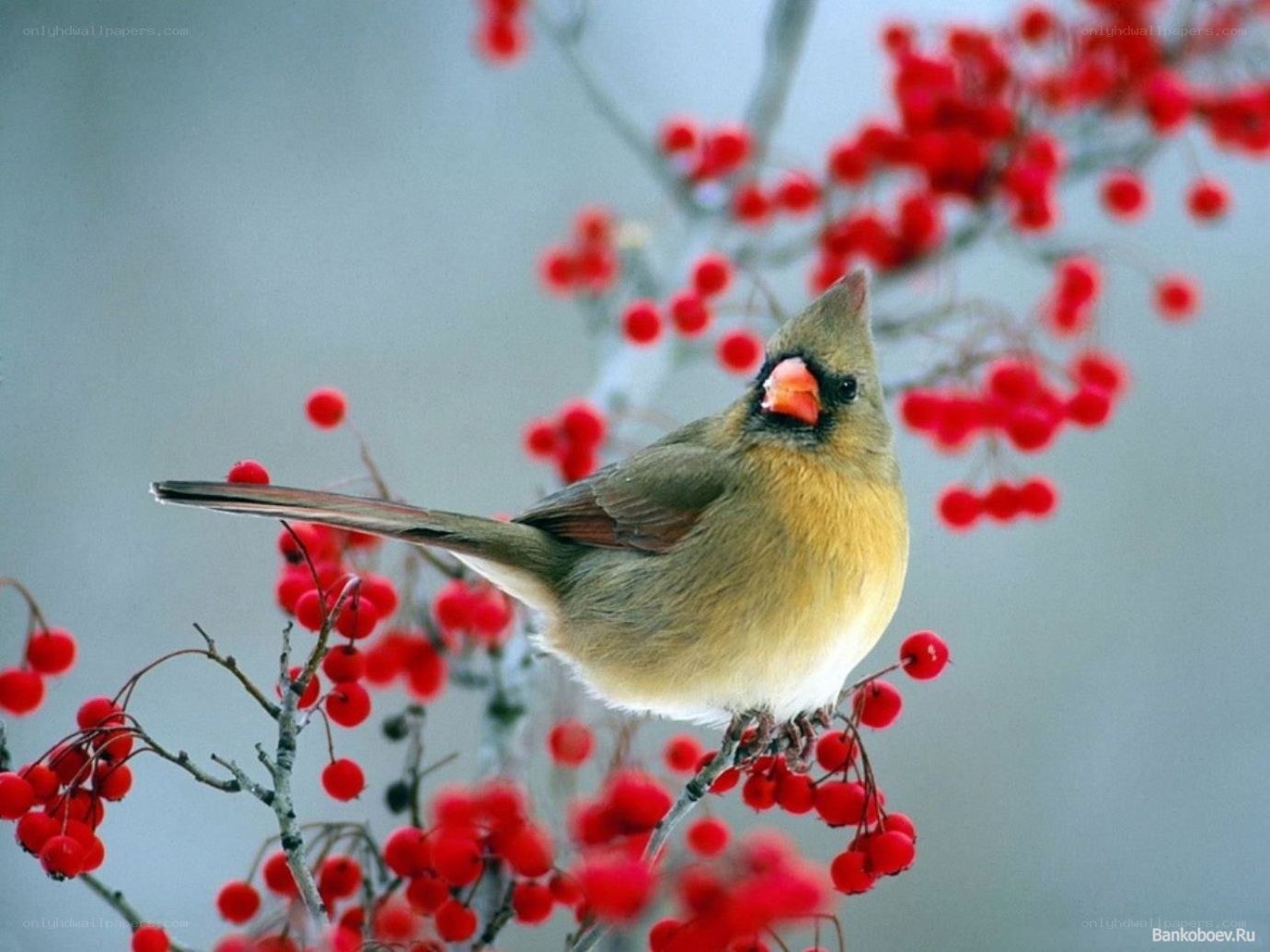 Cardinal on berry branch