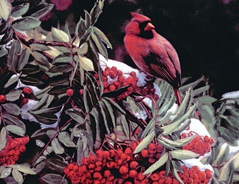Cardinal on Berry Bush
