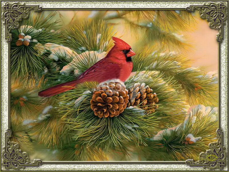 Cardinal on Pine Branch
