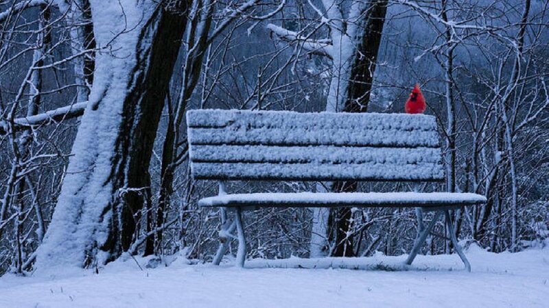 Cardinal on Snow-covered Bench