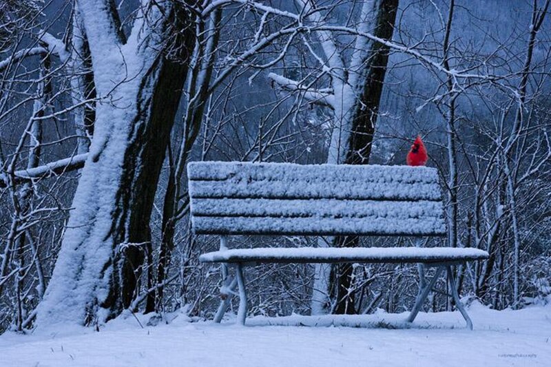Cardinal on Snow-covered Bench — White