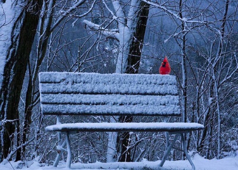 Cardinal on Snowy Bench