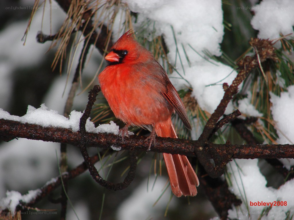 Cardinal on snowy branch