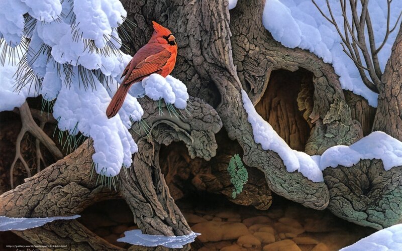 Cardinal on Snowy Branch — Red, Serene, Winter