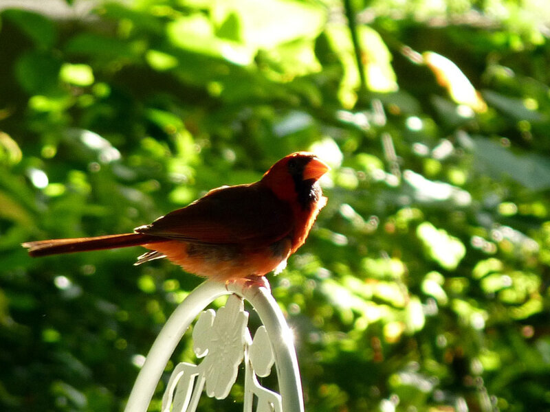 Cardinal perched on a chair