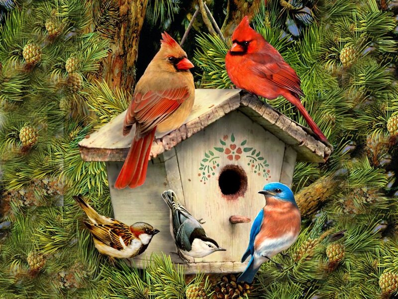 Cardinals at Birdhouse