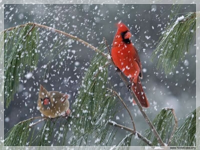 Cardinals in a snowstorm
