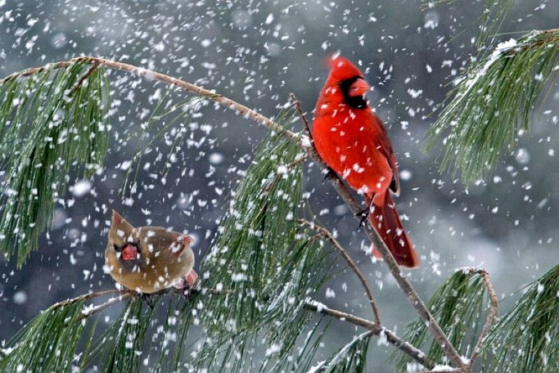 Cardinals in a snowstorm