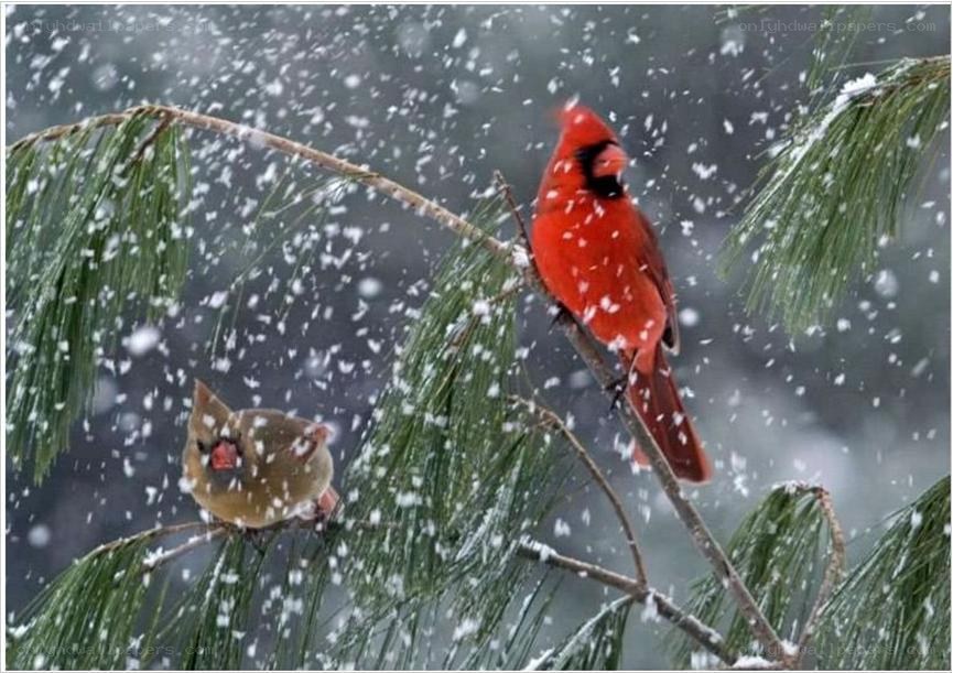 Cardinals in a snowstorm