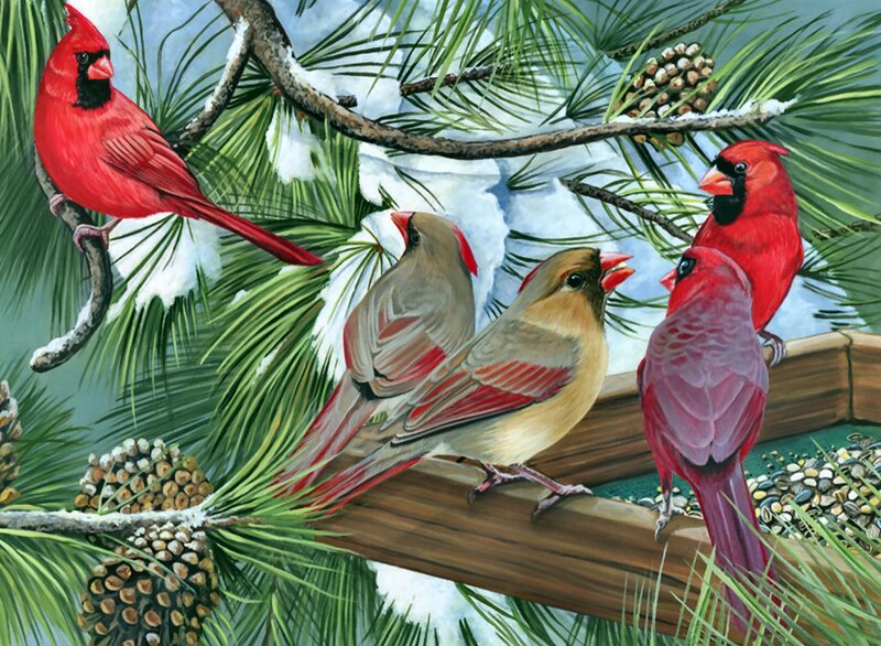 Cardinals in Pine Tree