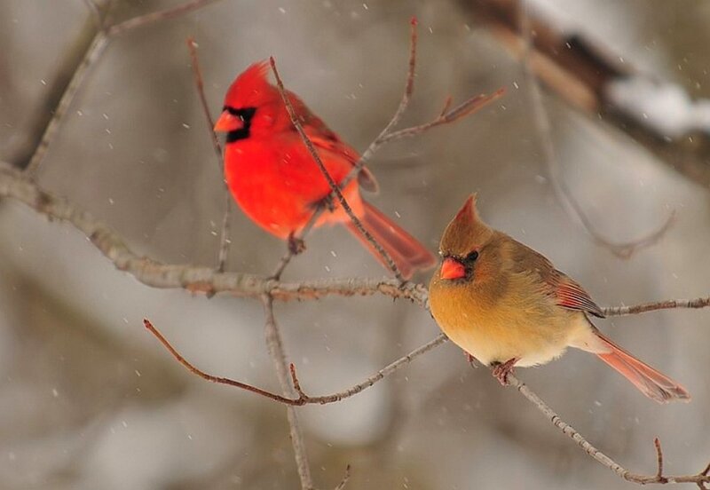 Cardinals in the snow