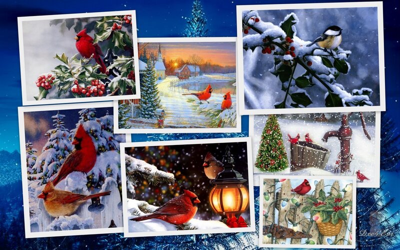 Cardinals in winter scenes