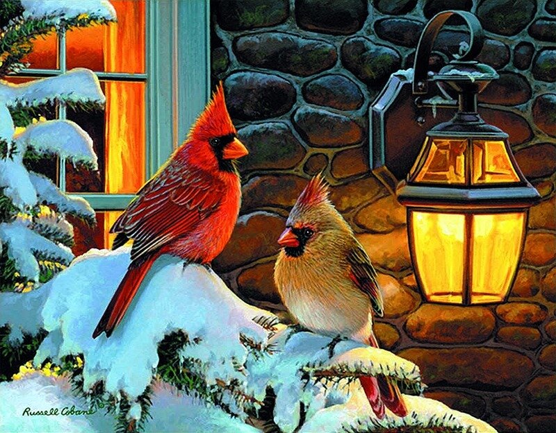 Cardinals in winter snow
