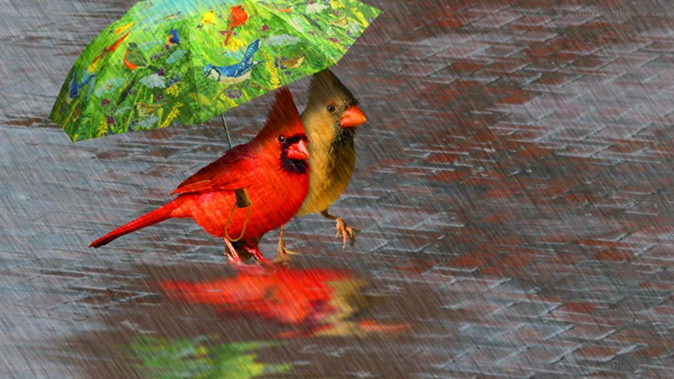Cardinals under a bird umbrella
