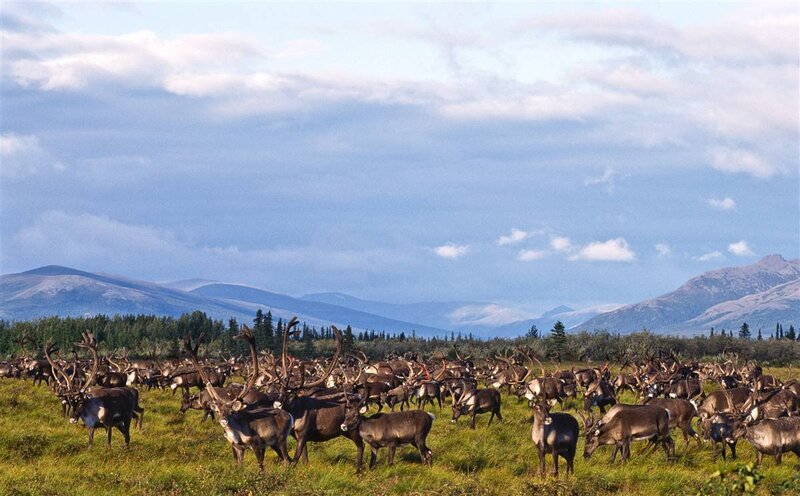 Caribou herd in alaskan tundra