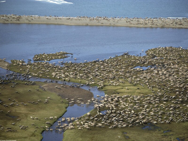 Caribou Herd Migration
