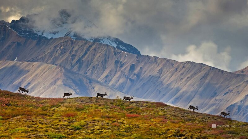 Caribou Herd on Hillside
