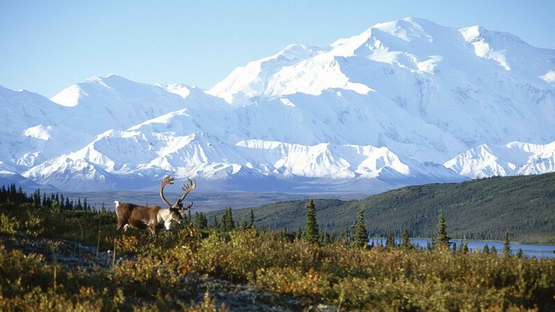 Caribou in front of snow-capped mountains